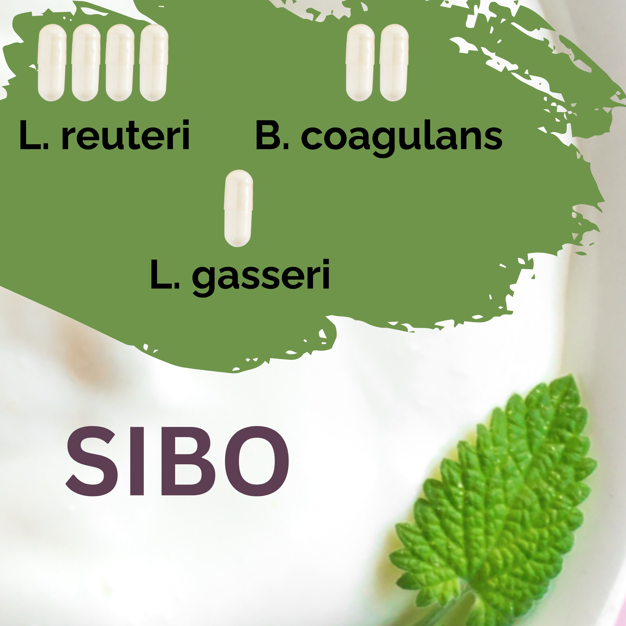 L. reuteri + B. coagulans + L. gasseri | Yogurt Starter Set | SIBO | Starter Cultures | Pack of 3