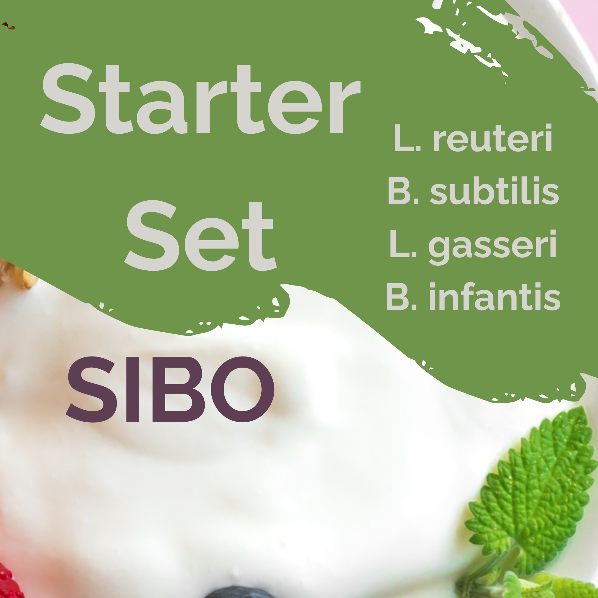 L. reuteri + B. subtilis + L. gasseri + B. infantis | Yogurt Starter Set | SIBO Stable | Starter Cultures | Pack of 3