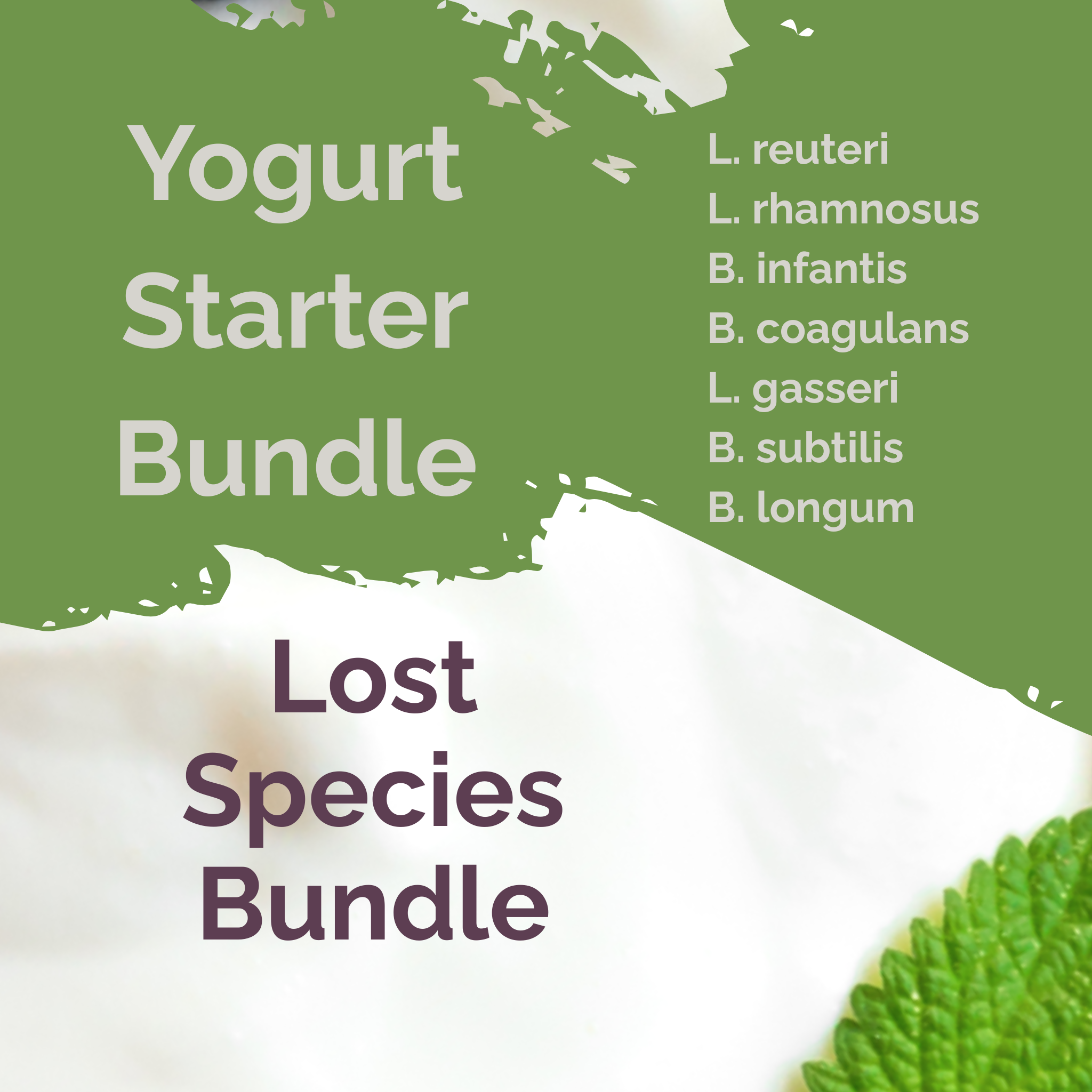 L. reuteri + L. rhamnosus + B. infantis + B. coagulans + L. gasseri + B. subtilis + B. longum | Lost Species Bundle | Yogurt Starter Bundle | Pack of 3 Sets